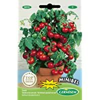 Los mejores  - Germisem Minibel Semillas de Tomate 0.5 g
